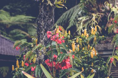 Güzel tropikal çiçek Bali Adası, Endonezya arka plan. Çiçekleri yakın çekim.