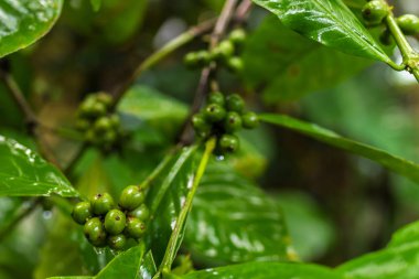 Otantik organik kahve arabica tropikal Bali Adası, Endonezya'nın bir kahve bir çiftlikte.