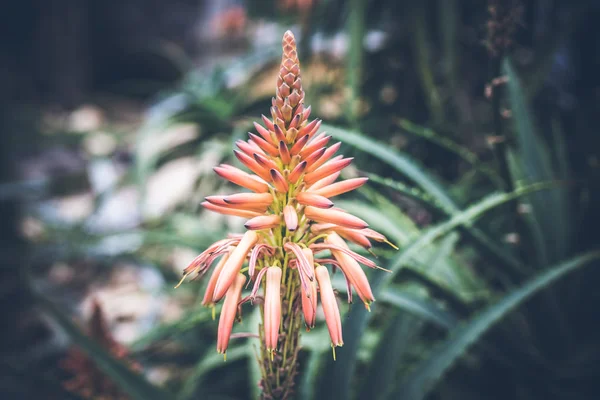 Beau fond de fleurs tropicales sur l'île de Bali, Indonésie. Gros plan des fleurs . — Photo