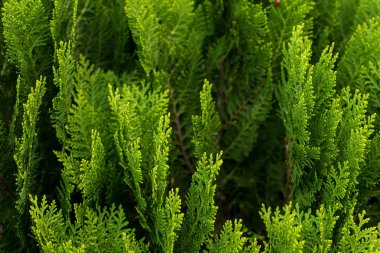 Tropik bitkiler arka plan, Bali Adası, Endonezya.