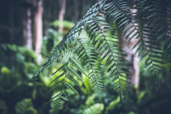 Tropical plants background, Bali island, Indonesia.