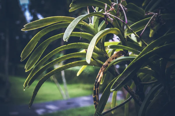 Fondo de plantas tropicales, isla de Bali, Indonesia . —  Fotos de Stock