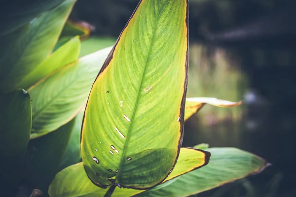 Tropical plants background, Bali island, Indonesia.