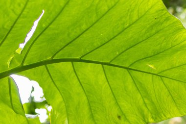 Tropik bitkiler arka plan, Bali Adası, Endonezya.