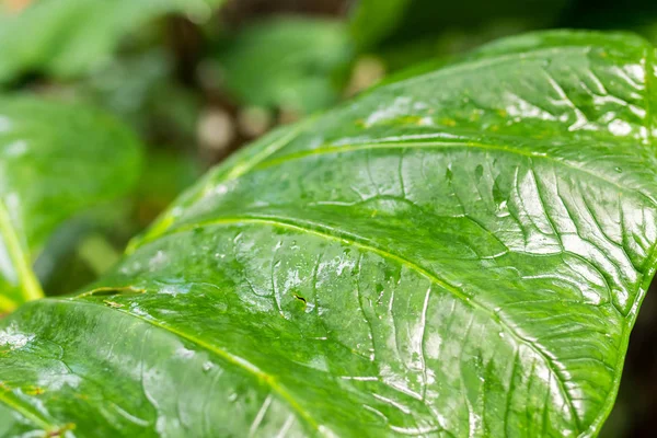 Tropical plants background, Bali island, Indonesia.