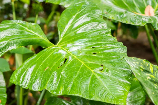 熱帯植物の背景、バリ島、インドネシア. — ストック写真