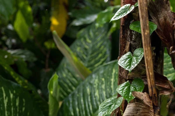 Plantas tropicais fundo, Bali ilha, Indonésia . — Fotografia de Stock