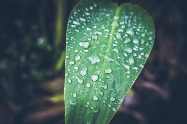 Su taze yeşil tropikal yaprak üzerinde bırakır. Bali tropikal, Endonezya. Taze yeşil egzotik arka plan.