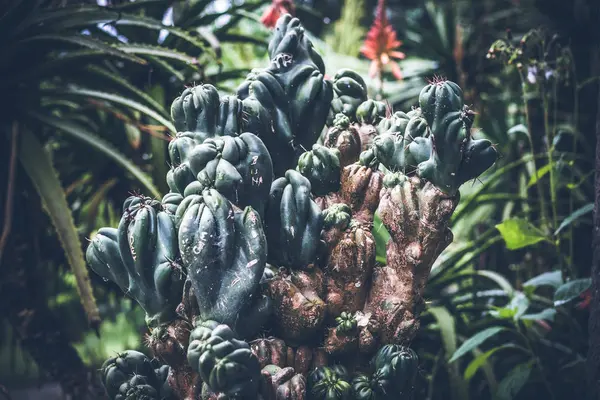 Exotic tropical cactus outdoors in the jungle rainforest. Bali island, Indonesia. — Stock Photo, Image