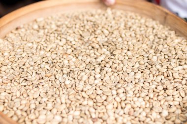 Tropik bir adada Bali, Endonezya bir kahve bir çiftlikte organik yeşil kahve çekirdekleri.