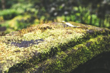 Bali Adası'nın yağmur ormanlarında eski bir taş üzerinde parlak bir yeşil yosun gösteren fotoğraf. Moss bir ormanda closeup.