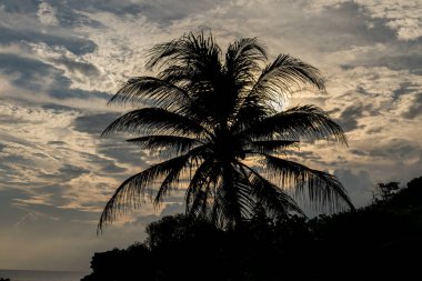 Palmiye ağacı susnset zamanda bir tropik adada Bali, Endonezya.