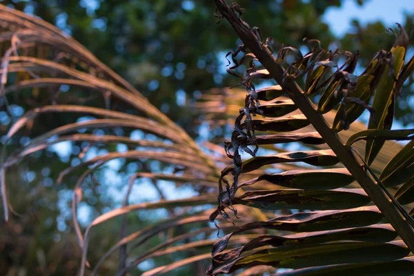 Palmträd vid solnedgång på en tropisk ö i Bali, Indonesien. — Stockfoto