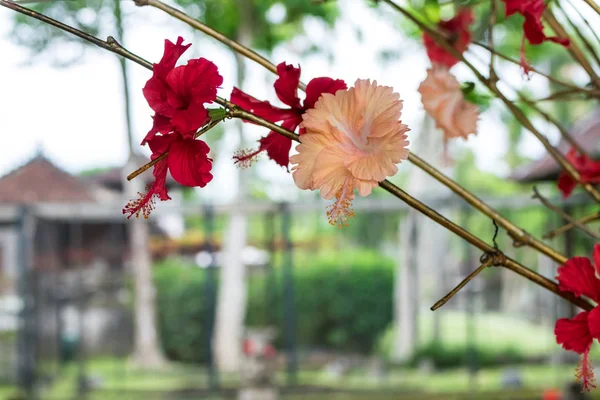 Kırmızı çiçek Bali Adası, Endonezya'nın doğada dışında arka plan. — Stok fotoğraf