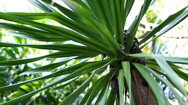 Closeup of palm leaves in the park of tropical Bali island, Indonesia. — Stock Video