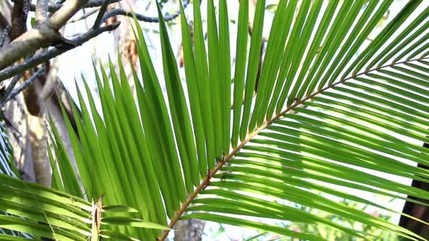 Крупним планом пальмового листя в парку тропічному острові Балі, Індонезія. — стокове відео