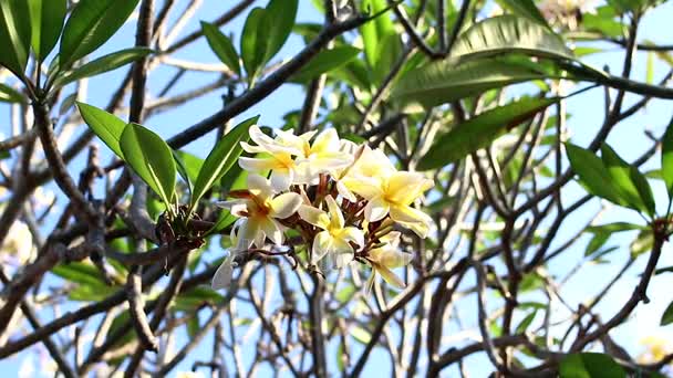 Plumeria žlutý květ na stromě. Tropická zahrada na ostrově Bali, Indonésie. — Stock video