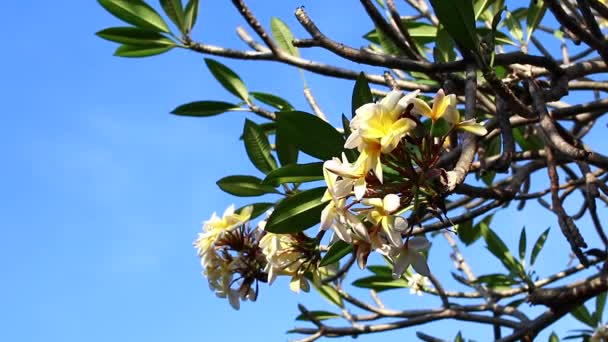 Plumería amarilla flor en el árbol. Jardín tropical en la isla de Bali, Indonesia . — Vídeos de Stock