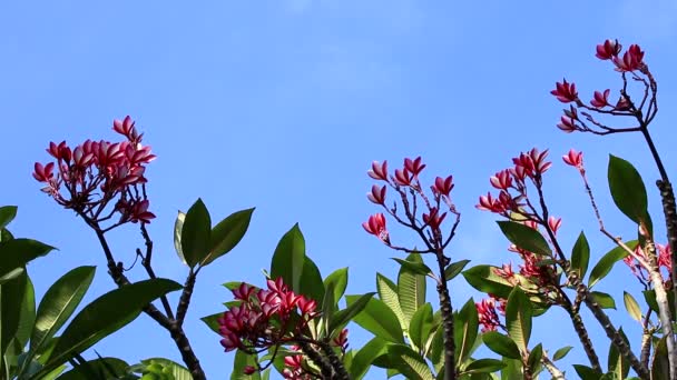 Plumeria růžový květ na stromě. Tropická zahrada na ostrově Bali, Indonésie. — Stock video