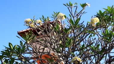 Ağaç üzerinde sarı plumeria çiçek. Tropikal Bahçe Bali Adası, Endonezya.