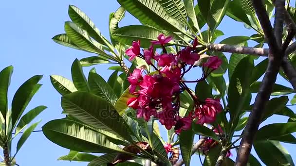 Flor de plumeria rosa na árvore. Jardim tropical na ilha de Bali, Indonésia . — Vídeo de Stock