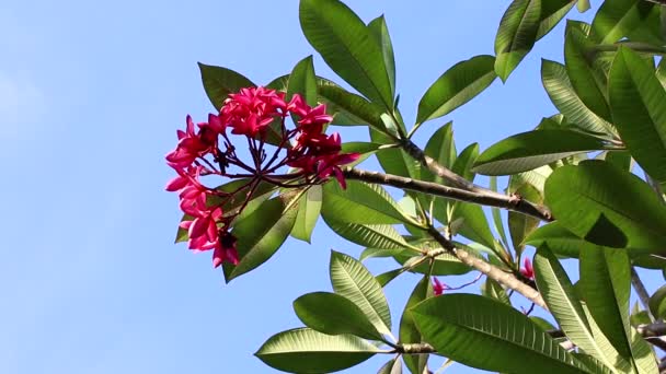 Rózsaszín plumeria virág a fán. Trópusi kert Bali szigetén, Indonézia. — Stock videók