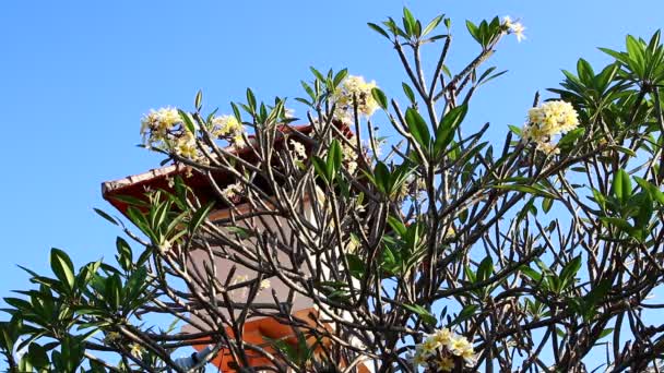 Gele plumeria bloem op de boom. Tropische tuin op Bali eiland, Indonesië. — Stockvideo