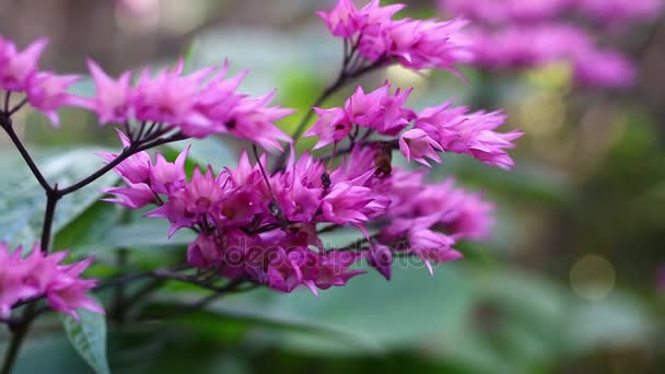 Macro close-up bloem achtergrond. Park op tropische eiland Bali, Indonesië. — Stockvideo