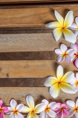 Plumeria çiçek pembe ve beyaz frangipani tropikal çiçek, plumeria çiçek bloominge, spa çiçek, Bali Adası.