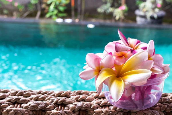 Plumeria çiçek pembe ve beyaz frangipani tropikal çiçek, plumeria çiçek bloominge, spa çiçek, Bali Adası.