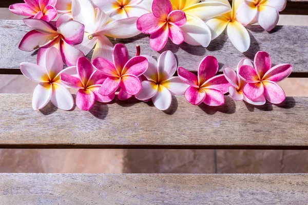 Plumeria çiçek pembe ve beyaz frangipani tropikal çiçek, plumeria çiçek bloominge, spa çiçek, Bali Adası.