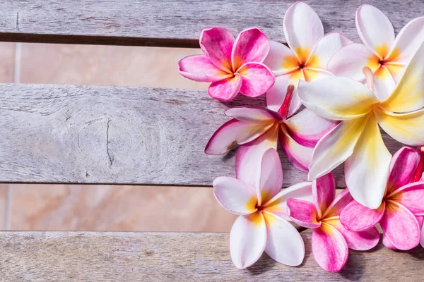 Plumeria çiçek pembe ve beyaz frangipani tropikal çiçek, plumeria çiçek bloominge, spa çiçek, Bali Adası. — Stok fotoğraf