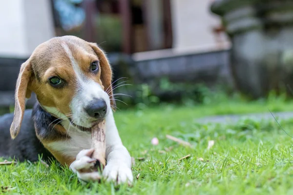 Söt valp beaglehund på en naturlig grön bakgrund. Tropiska ön Bali, Indonesien. — Stockfoto