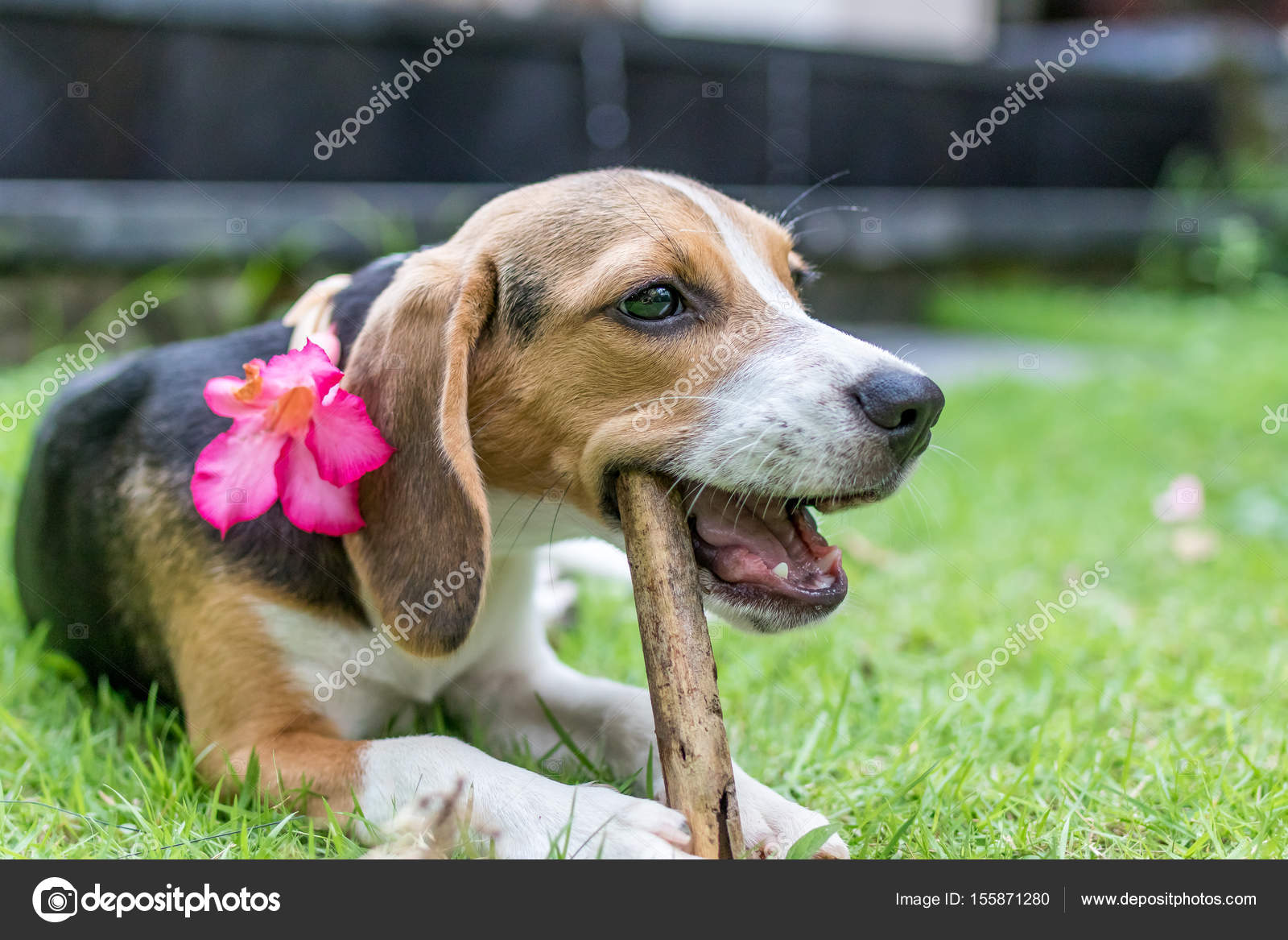 Cute Puppy Beagle Dog On A Natural Green Background Tropical Island Bali Indonesia Stock Photo C Belart84 155871280