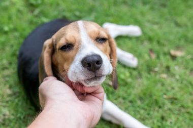 Sevimli yavru beagle köpek doğal yeşil arka plan üzerinde. Tropik ada Bali, Endonezya.