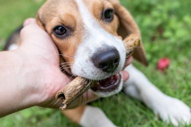 Sevimli yavru beagle köpek doğal yeşil arka plan üzerinde. Tropik ada Bali, Endonezya.