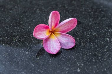 Yüzme havuzunda Frangipani çiçek. Bali Adası.