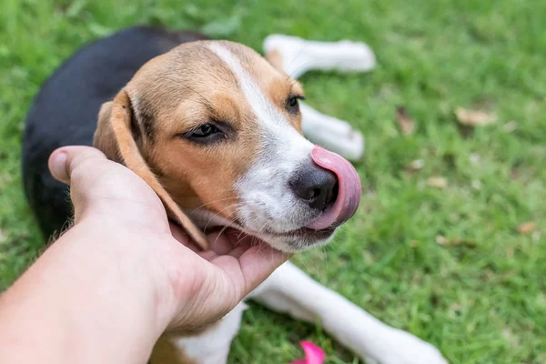 Söt valp beaglehund på en naturlig grön bakgrund. Tropiska ön Bali, Indonesien. — Stockfoto