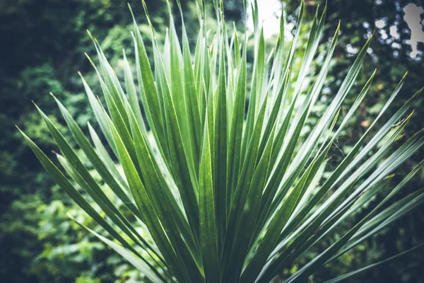 Paysage de la forêt tropicale humide, île de Bali, Indonésie . — Photo