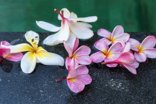 Yüzme havuzunda Frangipani çiçekler. Bali Adası. — Stok fotoğraf