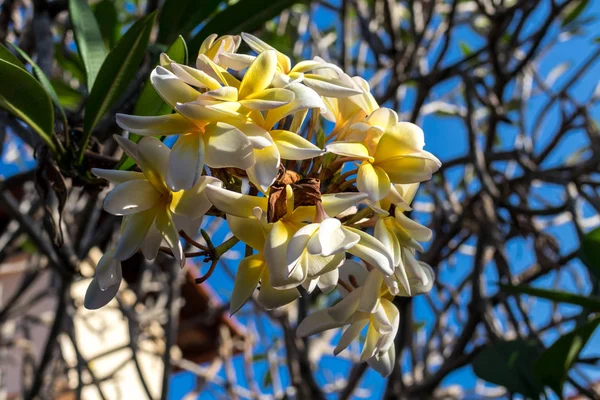 熱帯のバリ島、インドネシアの庭の木に黄色と白のプルメリアの花. — ストック写真