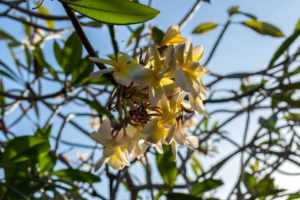 熱帯のバリ島、インドネシアの庭の木に黄色と白のプルメリアの花. — ストック写真