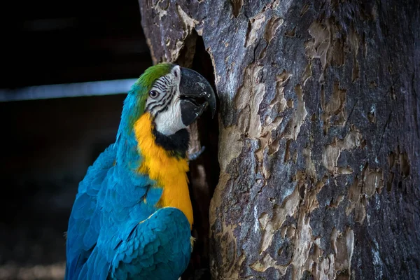 Pássaro de papagaio selvagem em uma árvore na natureza, parque da ilha de Bali, Indonésia . — Fotografia de Stock