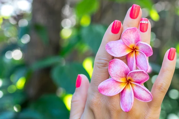 Plumeria frangipani flor na mão mulher em um belo fundo natureza — Fotografia de Stock