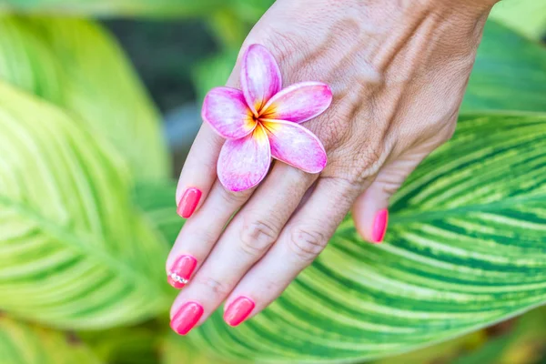 Plumeria frangipani flor na mão mulher em um belo fundo natureza — Fotografia de Stock