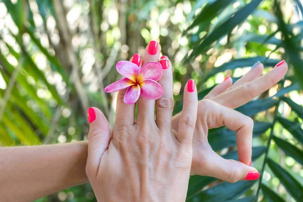 Plumeria frangipani flor na mão mulher em um belo fundo natureza — Fotografia de Stock
