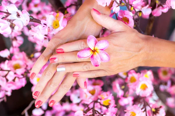 Plumeria frangipani flor na mão mulher em um belo fundo decorativo sakura rosa — Fotografia de Stock