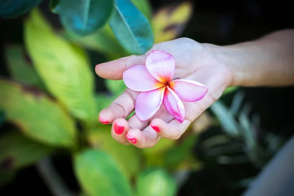 Plumeria frangipani Blume in Frauenhand auf einem schönen Naturhintergrund — Stockfoto