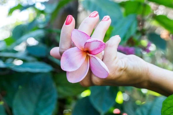 Plumeria frangipani fleur dans la main de la femme sur un beau fond de nature — Photo