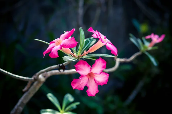 Tropikal çiçek desenli. Egzotik yaprak ve çiçek. Bali Bahçe. Endonezya. — Stok fotoğraf